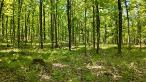 Lt1  Federal Forest Road   in Laona wi. List Price: $289,900
